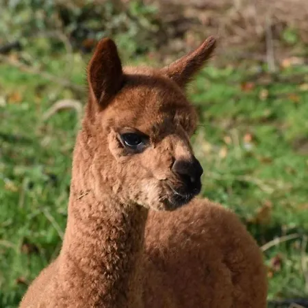 Sessiagh House 3* Castlefinn