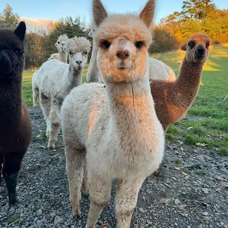 Sessiagh House לינה וארוחת בוקר Castlefinn